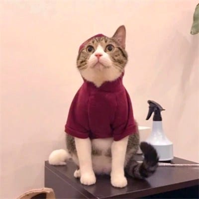 ساجد ملک avatar